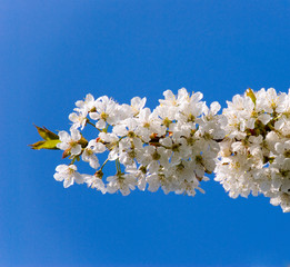 cherry flower