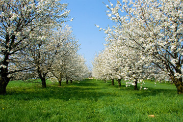 Obraz premium orchand