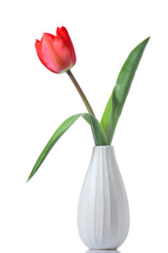 Tulip in a vase isolated on white