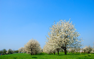 Fototapeta premium orchand