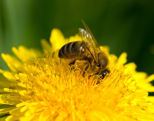 bee