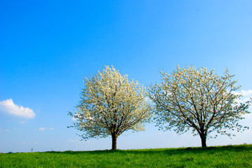 Fototapeta na wymiar cherry trees