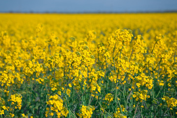 Rape field
