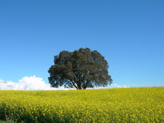arbre avec champ jaune et ciel bleu2