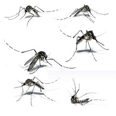 Aedes Aegipty