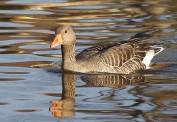 Greylag Goose.