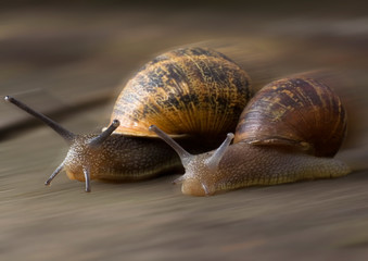 Racing Snails