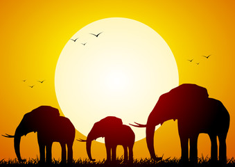 Elephants at sunset - obrazy, fototapety, plakaty