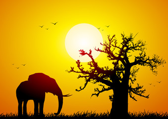Elephant and baobab at sunset