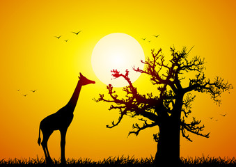 Giraffe and baobab at sunset