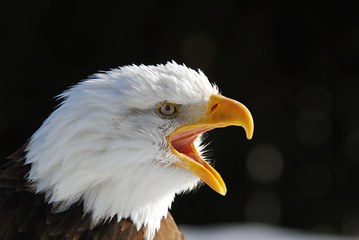 American Bald Eagle
