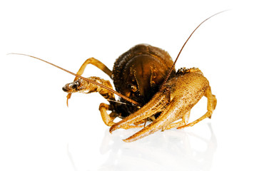 Crayfish 