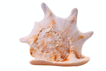 Sea conch on white