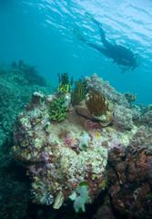 Fototapeta na wymiar Diver Over Coral