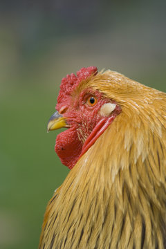 Coq