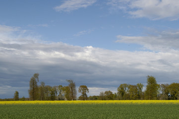 Obraz premium culture du colza