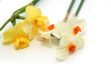 white and yellow flowers