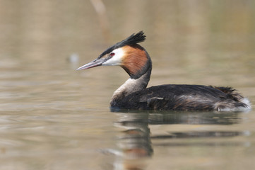 Grèbe huppé