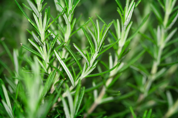 Rosemary