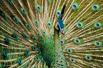 attractive indian peacock
