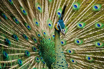 Crédence de cuisine en verre imprimé Paon attractive indian peacock