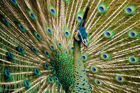 Fototapeta attractive indian peacock