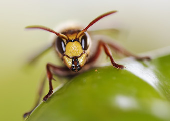 mandibles