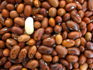 White bean among brown beans