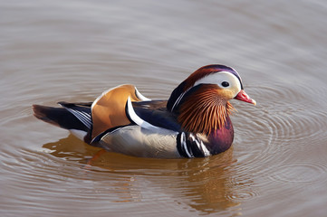 mandarin duck
