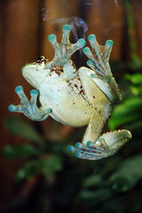 grenouille