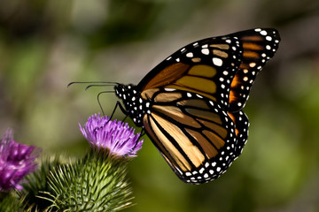 Fototapeta na wymiar Motyl na Purpurowy Thistle