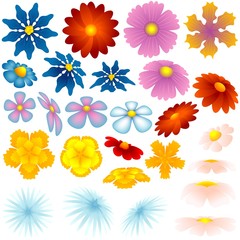 Spring Flowers - colored illustration
