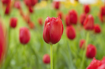 Obraz premium red tulip