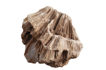 Fossil
