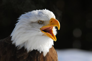 Obraz premium American Bald Eagle