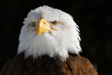 American Bald Eagle