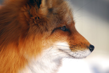 Red Fox - obrazy, fototapety, plakaty