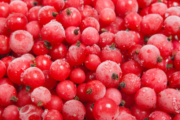 frozen red currant. Close-up