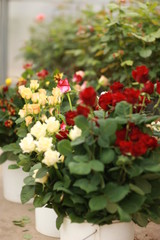 Flower pots with roses