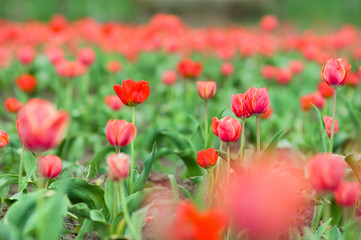 Beautiful tulips in the field