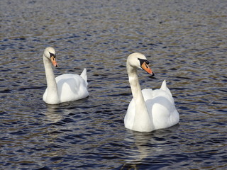 Romantic swans couple on lake