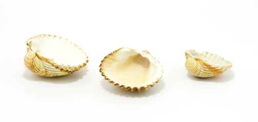 Sea shells isolated on white