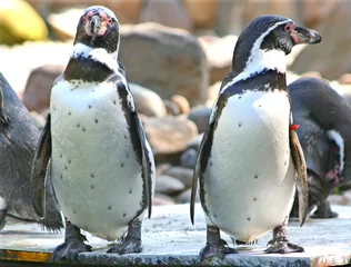 Poster Zwei Pinguine © Primabild