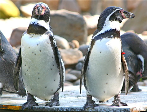 Zwei Pinguine