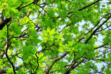 ahorn baum