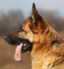 portrait of german shepherd