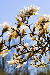 Magnolia