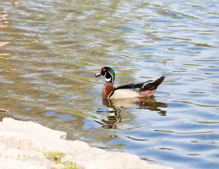 Wood Duck