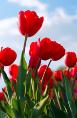 Fototapeta premium Red tulips 