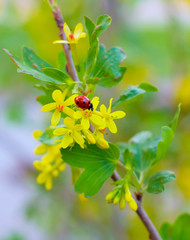 A branch with yellow flowers and a red ladybird bug